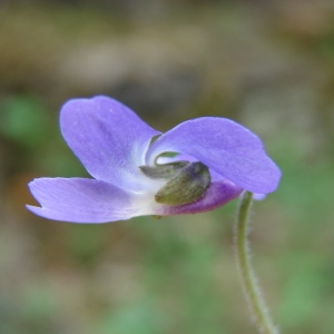 Photographie n°296745 du taxon Viola hirta L. [1753]
