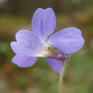 Photographie n°296746 du taxon Viola hirta L. [1753]