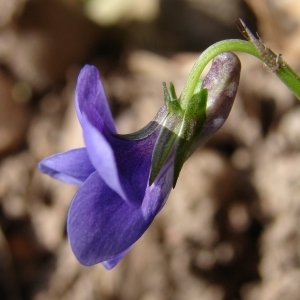 Photographie n°296767 du taxon Viola riviniana Rchb. [1823]