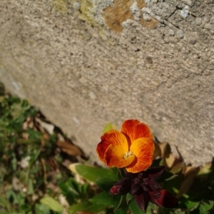 Photographie n°296772 du taxon Erysimum cheiri (L.) Crantz [1769]