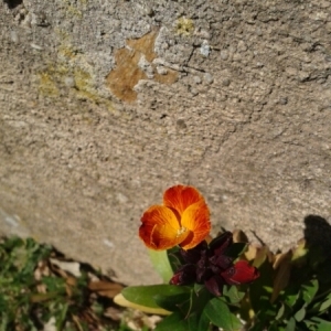 Photographie n°296773 du taxon Erysimum cheiri (L.) Crantz [1769]