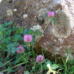 Photographie n°296780 du taxon Trifolium pratense L. [1753]