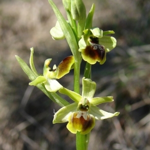 Photographie n°296790 du taxon Ophrys araneola sensu auct.plur.