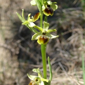 Photographie n°296791 du taxon Ophrys araneola sensu auct.plur.