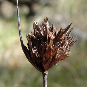 Photographie n°296797 du taxon Schoenus nigricans L. [1753]