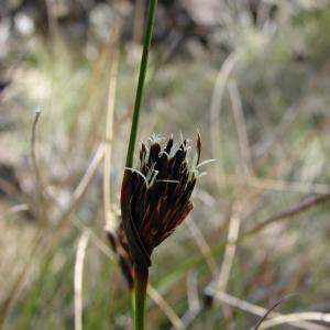 Photographie n°296798 du taxon Schoenus nigricans L. [1753]