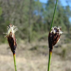 Photographie n°296801 du taxon Schoenus nigricans L. [1753]