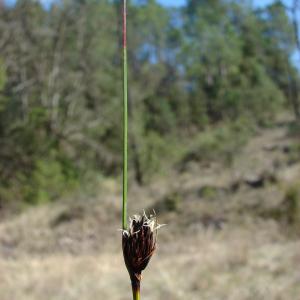 Photographie n°296802 du taxon Schoenus nigricans L. [1753]