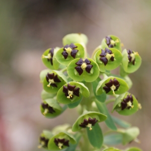 Photographie n°296811 du taxon Euphorbia characias L.