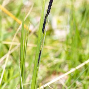 Photographie n°296835 du taxon Carex nigra (L.) Reichard [1778]