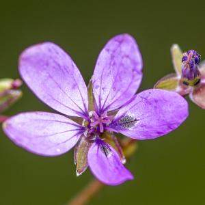 Photographie n°296849 du taxon Erodium cicutarium (L.) L'Hér.