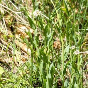 Photographie n°296855 du taxon Noccaea caerulescens subsp. caerulescens 