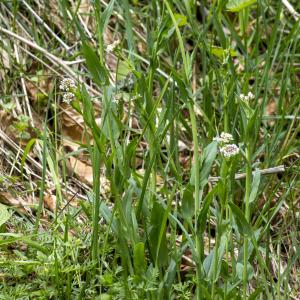 Photographie n°296862 du taxon Noccaea caerulescens subsp. caerulescens 