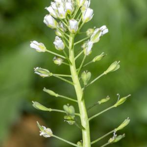 Photographie n°296863 du taxon Noccaea caerulescens subsp. caerulescens 