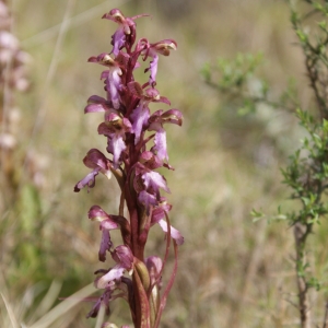 Photographie n°296874 du taxon Himantoglossum robertianum (Loisel.) P.Delforge [1999]