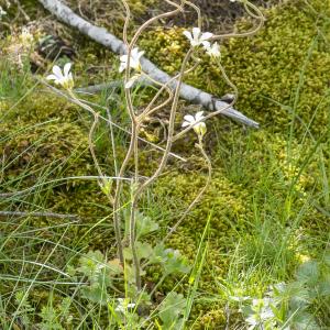 Photographie n°296875 du taxon Saxifraga granulata L.