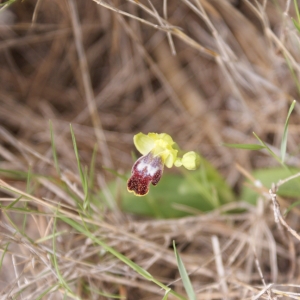 Photographie n°296885 du taxon Ophrys bilunulata Risso [1844]