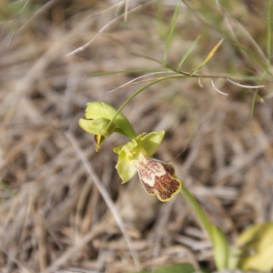 Photographie n°296886 du taxon Ophrys bilunulata Risso [1844]