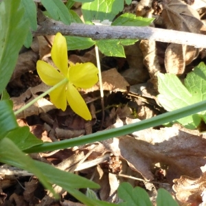 Photographie n°296903 du taxon Anemone ranunculoides L. [1753]