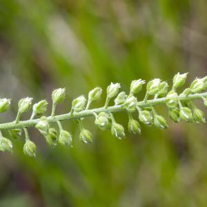 Photographie n°296907 du taxon Alyssum alyssoides (L.) L. [1759]