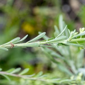 Photographie n°296911 du taxon Alyssum alyssoides (L.) L. [1759]