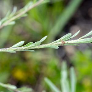 Photographie n°296912 du taxon Alyssum alyssoides (L.) L. [1759]