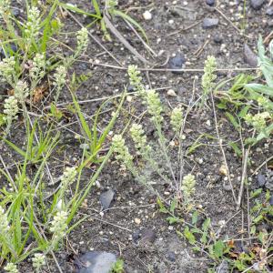 Photographie n°296913 du taxon Alyssum alyssoides (L.) L. [1759]