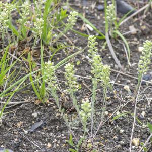 Photographie n°296915 du taxon Alyssum alyssoides (L.) L. [1759]