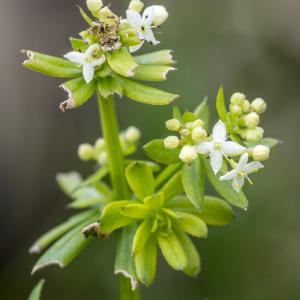 Photographie n°296948 du taxon Galium mollugo L. [1753]