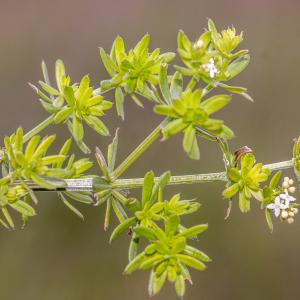 Photographie n°296949 du taxon Galium mollugo L. [1753]