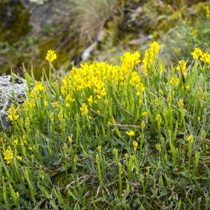 Photographie n°296950 du taxon Genista sagittalis L.