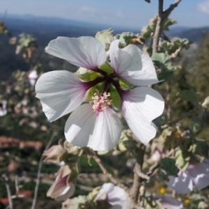  - Lavatera maritima subsp. maritima 