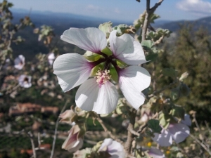 Jean Ciroux, le  7 avril 2015 (Vence (Baou des Blancs Vence 06))