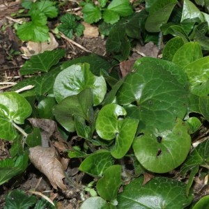 Photographie n°297166 du taxon Asarum europaeum L.