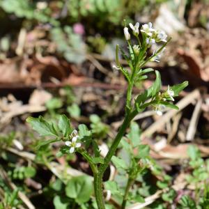  - Cardamine flexuosa With. [1796]