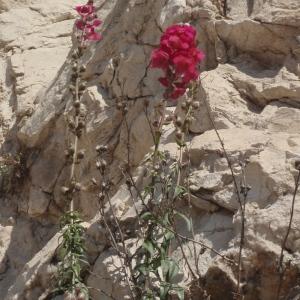 Photographie n°297309 du taxon Antirrhinum majus L. [1753]