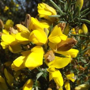 Photographie n°297426 du taxon Ulex europaeus L. [1753]