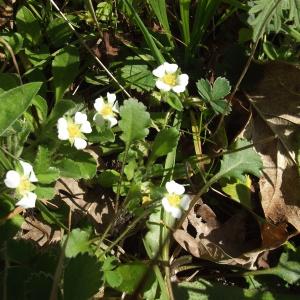 Photographie n°297429 du taxon Potentilla sterilis (L.) Garcke [1856]