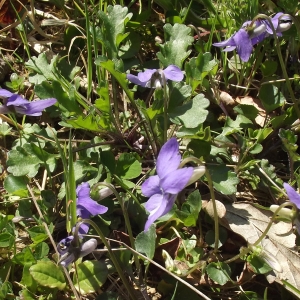 Photographie n°297434 du taxon Viola riviniana Rchb. [1823]