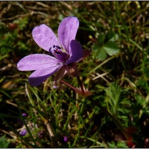 Photographie n°297453 du taxon Erodium cicutarium (L.) L'Hér. [1789]