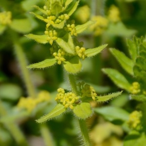 Photographie n°297462 du taxon Cruciata laevipes Opiz [1852]