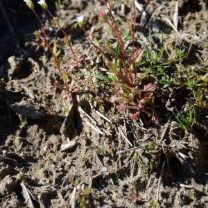 Photographie n°297468 du taxon Saxifraga tridactylites L. [1753]