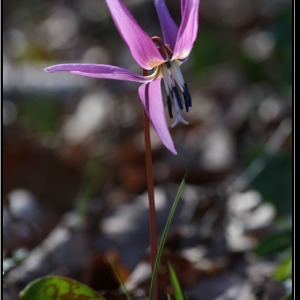 Photographie n°297591 du taxon Erythronium dens-canis L.