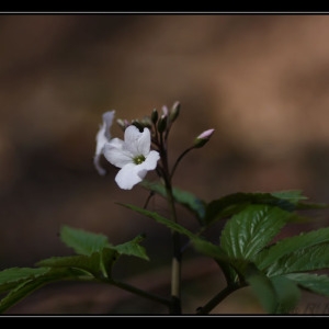 Photographie n°297592 du taxon Cardamine heptaphylla (Vill.) O.E.Schulz