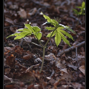 Photographie n°297594 du taxon Cardamine heptaphylla (Vill.) O.E.Schulz