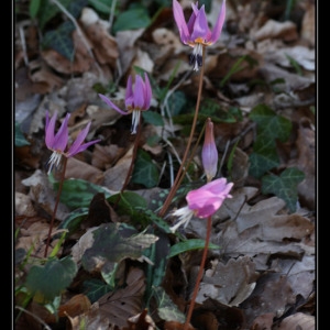 Photographie n°297595 du taxon Erythronium dens-canis L.