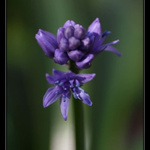  - Tractema lilio-hyacinthus (L.) Speta [1998]