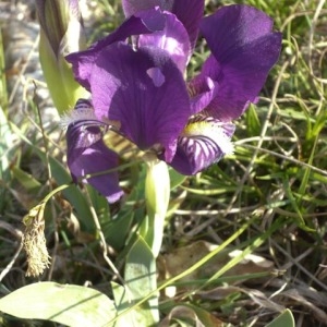 Photographie n°297610 du taxon Iris lutescens subsp. lutescens