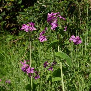 Photographie n°297643 du taxon Lunaria annua L.