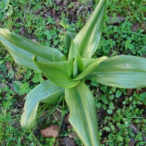 Photographie n°297646 du taxon Himantoglossum hircinum (L.) Spreng. [1826]